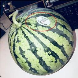 吃瓜网红麻酱,吃瓜网红的麻辣人生