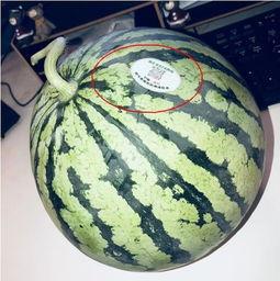 山东吃瓜网红,揭秘山东方言中的网络文化现象